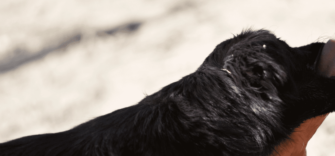 South Carolina Lawyers for Dog Bites and Attacks